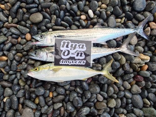 コゾクラの釣果