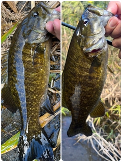 スモールマウスバスの釣果