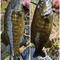 スモールマウスバス