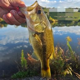 ラージマウスバス