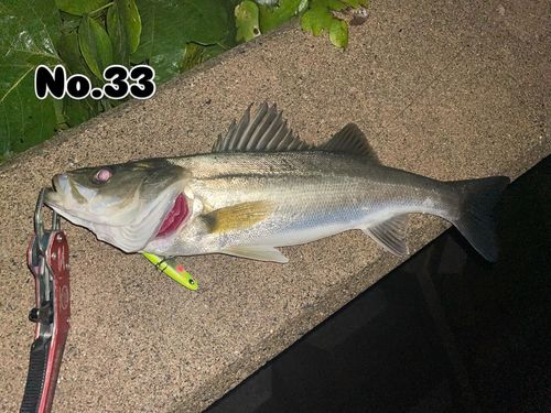 シーバスの釣果