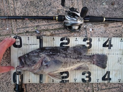 クロソイの釣果