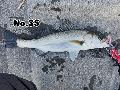 シーバスの釣果