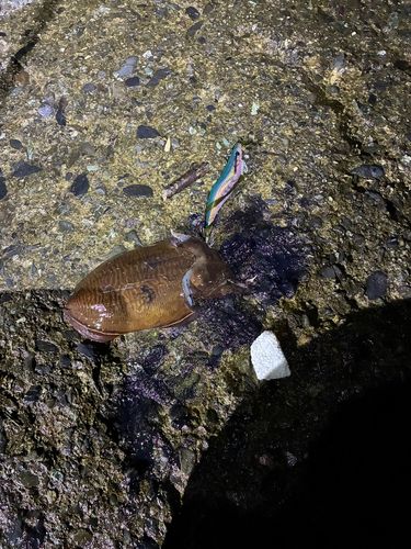 コウイカの釣果