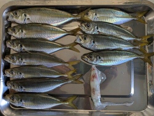 アジの釣果