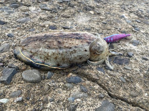 コウイカの釣果