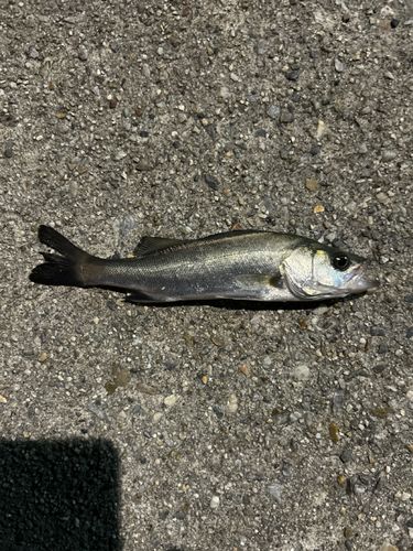 碧南海釣り公園