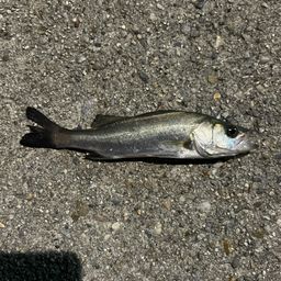 セイゴ(タイリクスズキ)