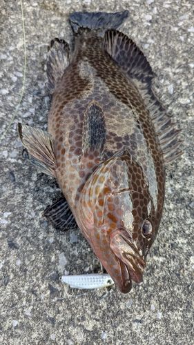 オオモンハタの釣果