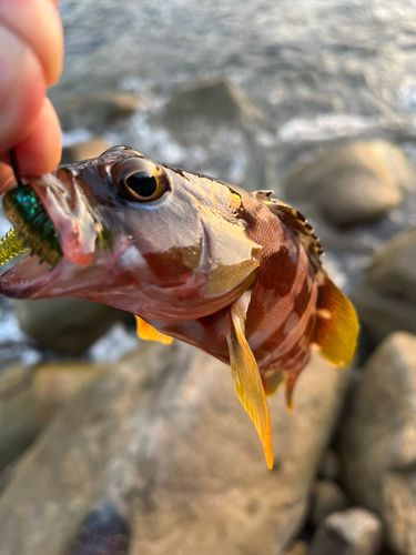 アカハタの釣果
