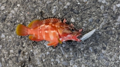 アカハタの釣果