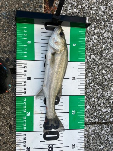 中央埠頭（博多湾）