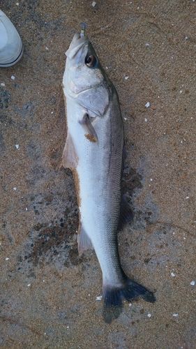 マルスズキの釣果