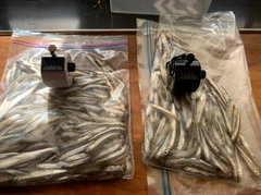 ワカサギの釣果