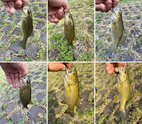 スモールマウスバスの釣果