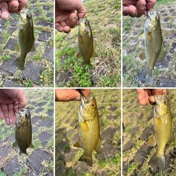 スモールマウスバス