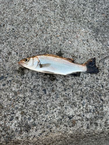 フッコ（マルスズキ）の釣果