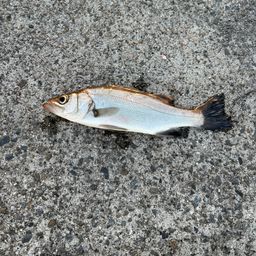 フッコ(マルスズキ)