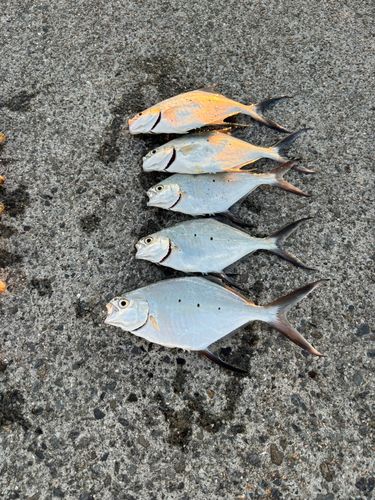 コバンアジの釣果