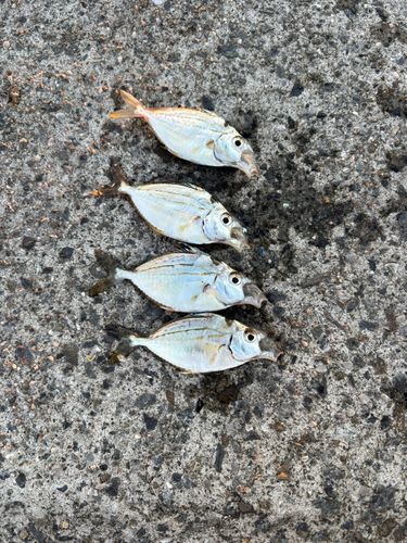 ヒイラギの釣果