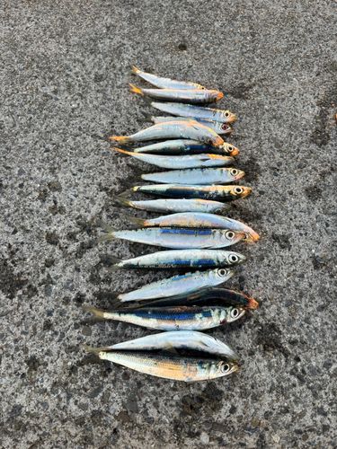 ウルメイワシの釣果