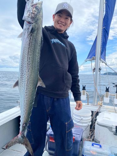 サワラの釣果