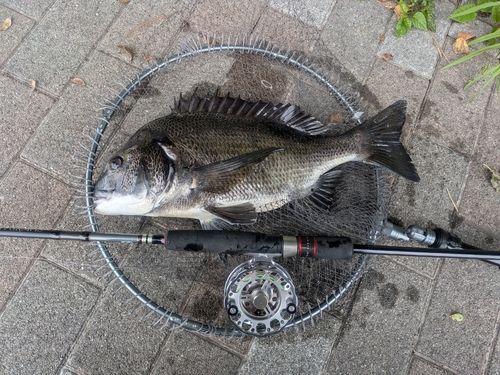 チヌの釣果