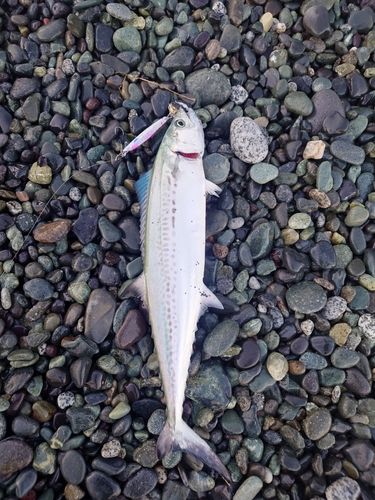 サゴシの釣果