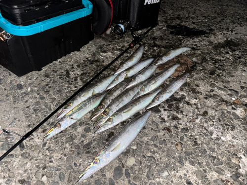 ヤマトカマスの釣果