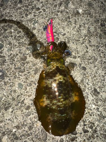 アオリイカの釣果