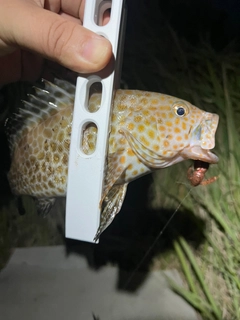 オオモンハタの釣果