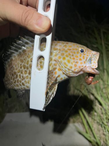 オオモンハタの釣果