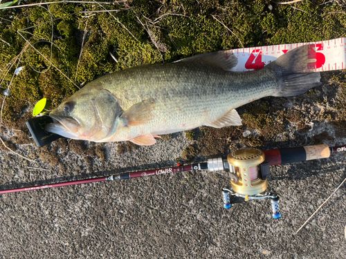 ブラックバスの釣果