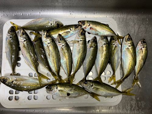 アジの釣果