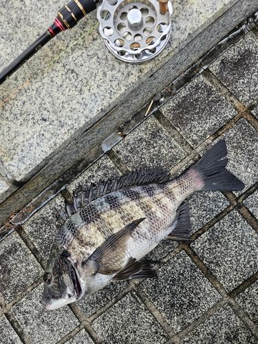 クロダイの釣果
