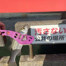 セイゴ（ヒラスズキ）