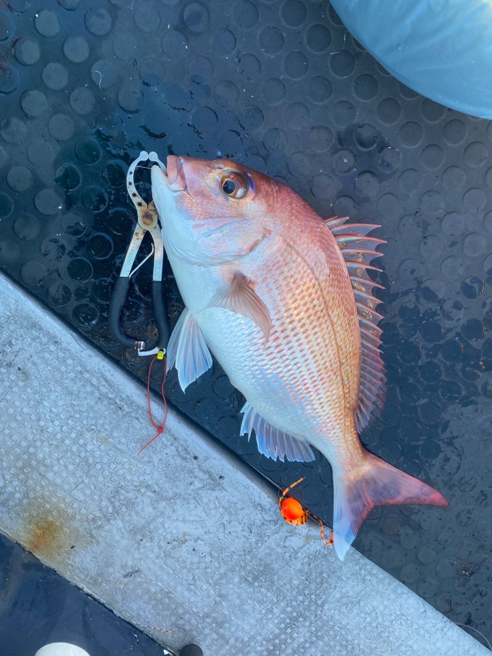 オトコマエさんの釣果 2枚目の画像