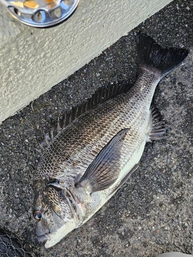 クロダイの釣果