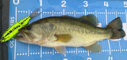 ラージマウスバスの釣果