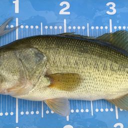 ラージマウスバス