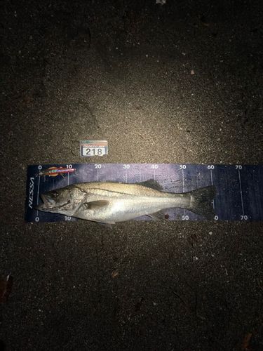 新舞子海岸(富津)