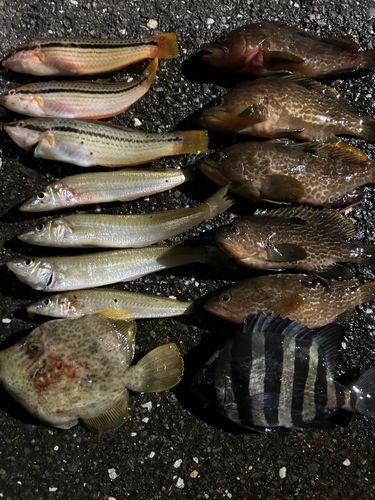 カワハギの釣果