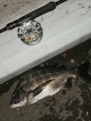 クロダイの釣果