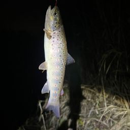 ブラウントラウト