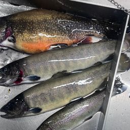 ブルックトラウト