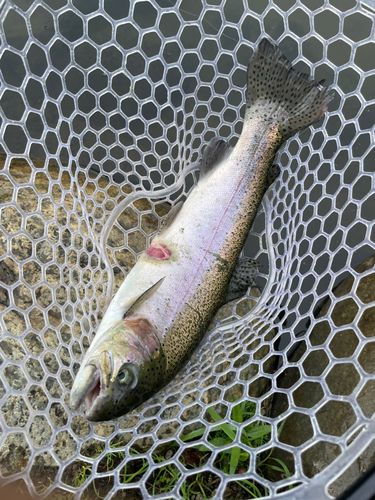 レインボートラウトの釣果