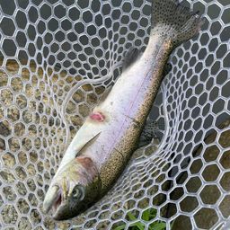 レインボートラウト