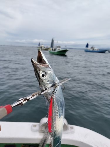 タチウオの釣果
