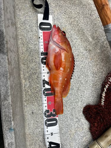 シマアジの釣果