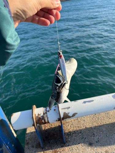 トラフグの釣果